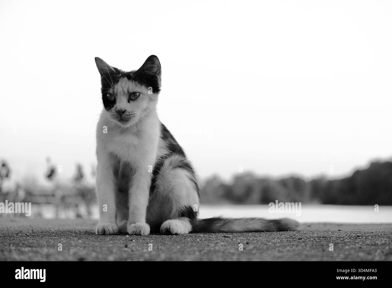 Un gatto randagio bianco e nero si siede tranquillamente su cemento all'aperto con uno sfondo sfocato, catturato in bianco e nero. Foto Stock
