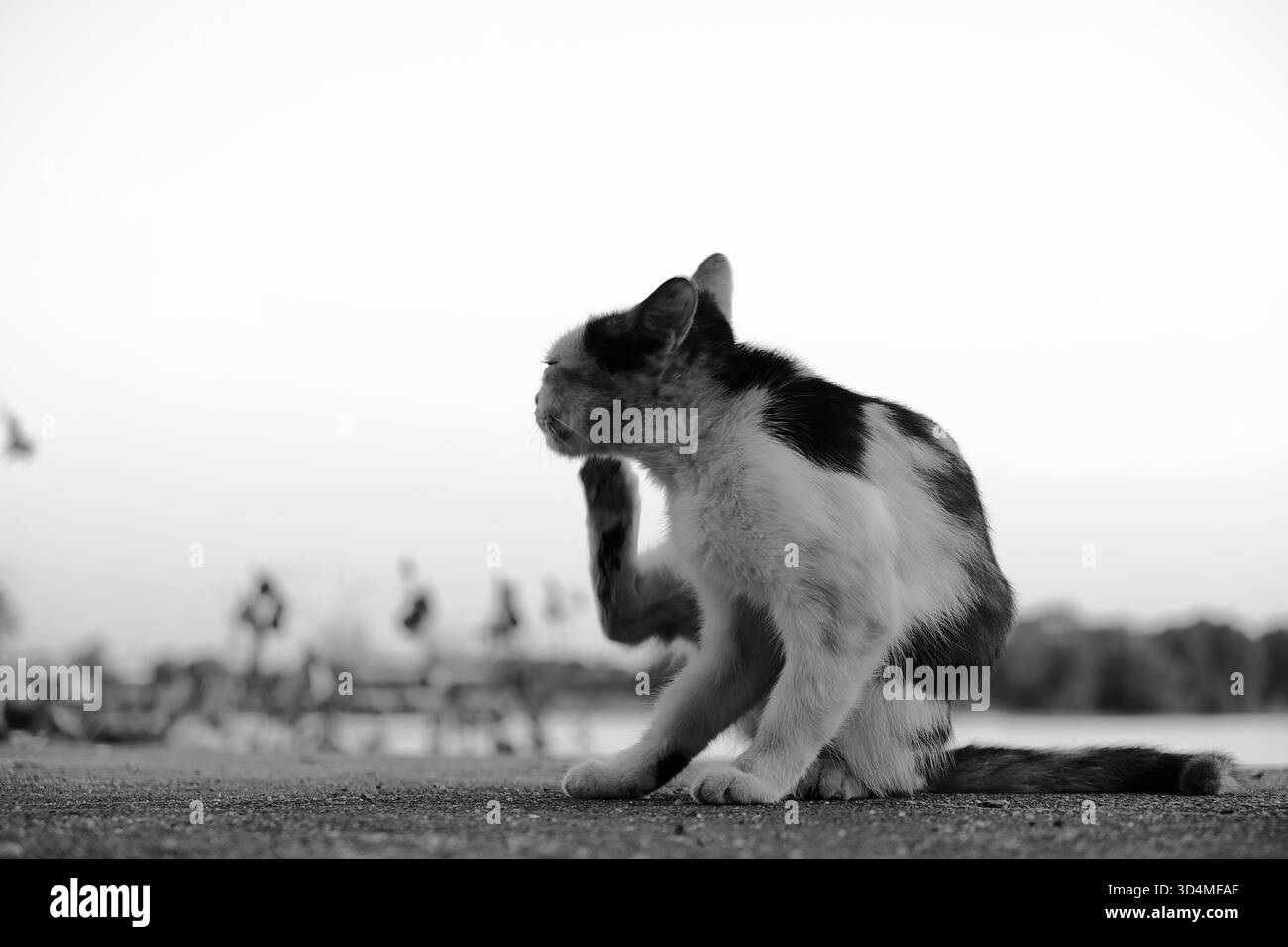 Un gatto randagio bianco e nero si gratta sul viso con una gamba posteriore mentre è seduto sul cemento all'aperto, in bianco e nero, in bianco e nero. Foto Stock