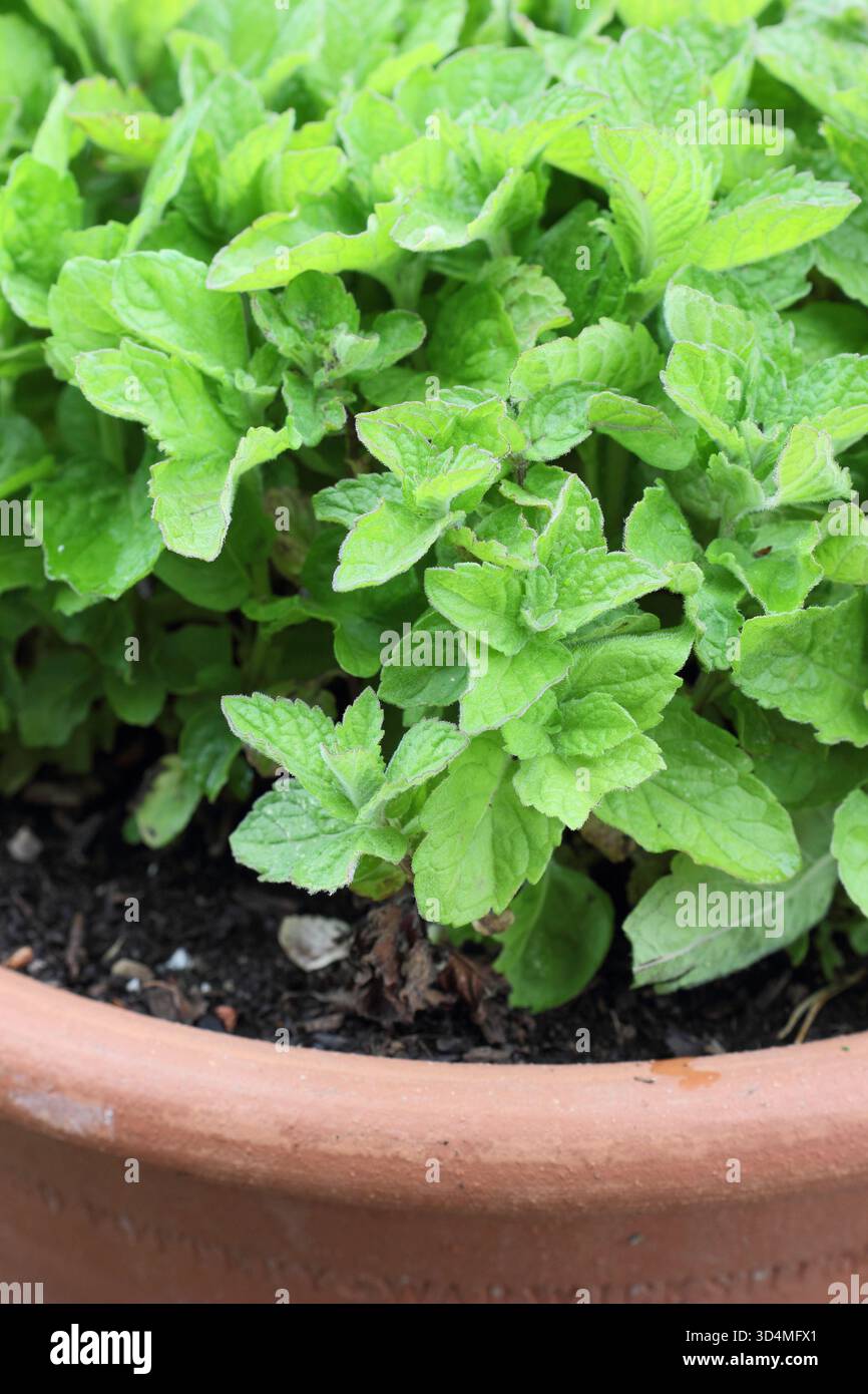 Mentha suaveolens 'pompelmo', pianta di menta, un'erba aromatica dal sapore agrumato, che cresce in estate - giugno. Foto Stock