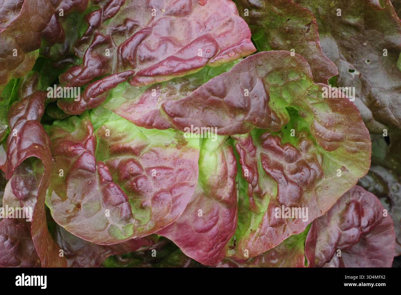 Lactuca sativa Roxy pianta di lattuga da vicino. Foto Stock
