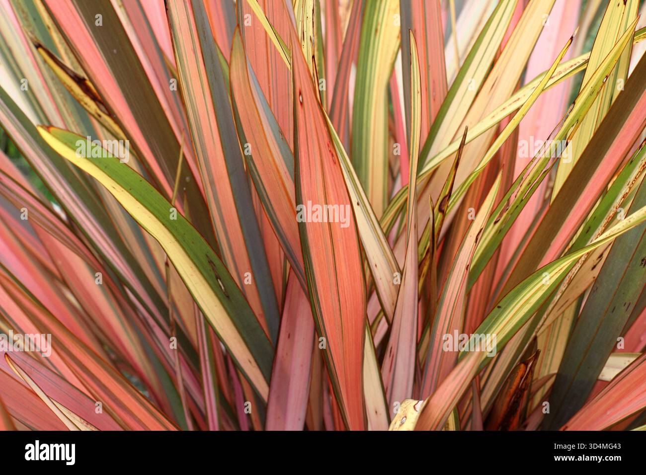 Phormium Maori Sunrise. Giglio di lino a righe rosa e verde. Conosciuto anche come Phormium colensoi 'Maori Sunrise' e Phormium tenax 'Rainbow Sunrise' Foto Stock