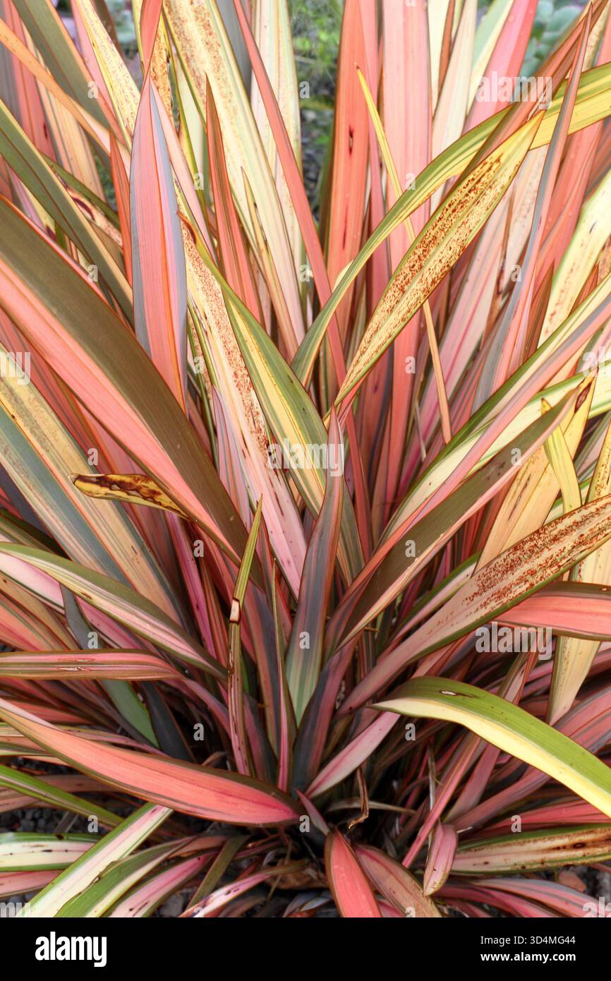 Phormium Maori Sunrise. Giglio di lino a righe rosa e verde. Conosciuto anche come Phormium colensoi 'Maori Sunrise' e Phormium tenax 'Rainbow Sunrise' Foto Stock