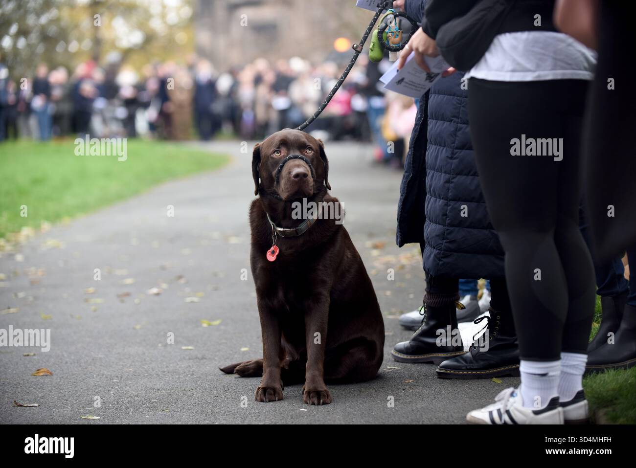 Cane Brown labrador che indossa papavero al Wellington Rememance Service. Foto di DAVE BAGNALL. Foto Stock