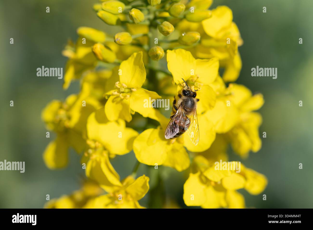Primo piano di un fiore di colza giallo con un'ape in cerca di cibo. Foto Stock