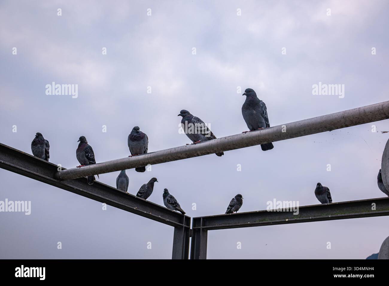 I piccioni sono arroccati su una struttura metallica sullo sfondo del Lago di Como e su un cielo cupo. Piccioni urbani di vari colori sul Lago di Como in Italia. Foto Stock