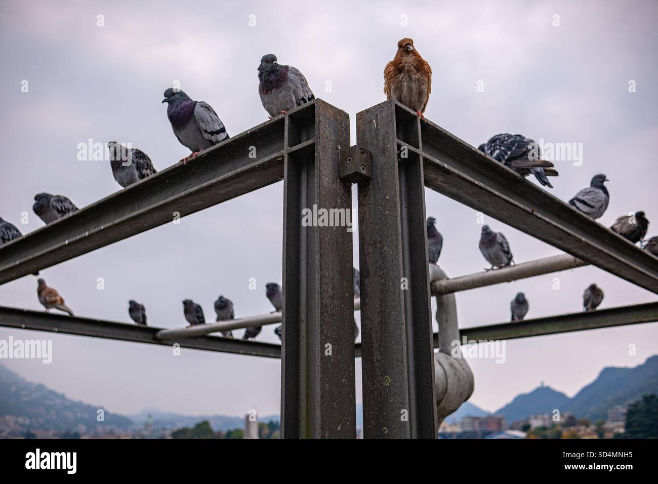 I piccioni sono arroccati su una struttura metallica sullo sfondo del Lago di Como e su un cielo cupo. Piccioni urbani di vari colori sul Lago di Como in Italia. Foto Stock
