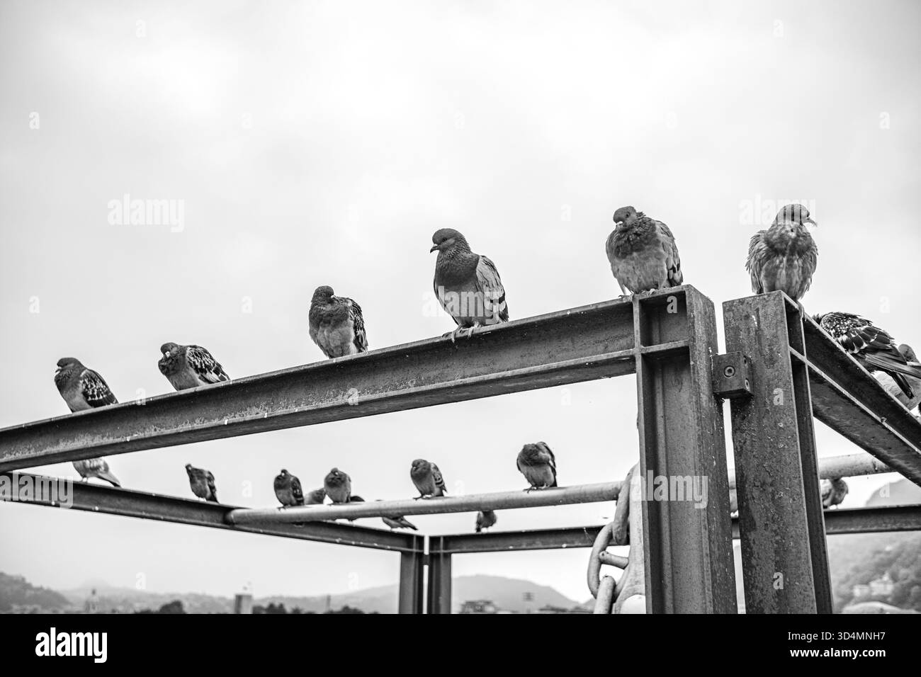 I piccioni sono arroccati su una struttura metallica sullo sfondo del Lago di Como e su un cielo cupo. Piccioni urbani di vari colori sul Lago di Como in Italia. Foto Stock