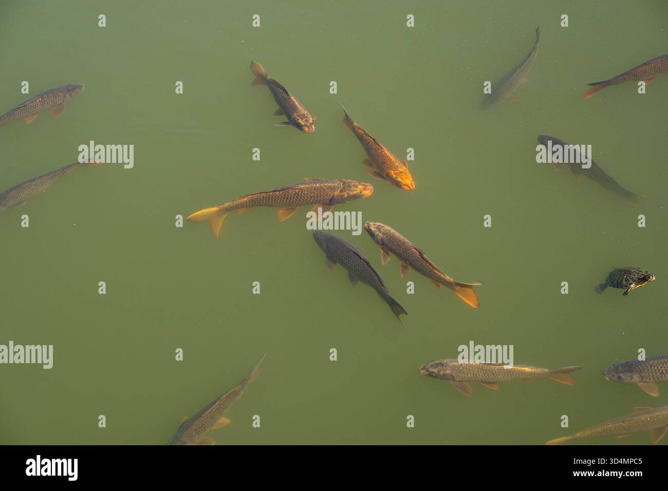 Enormi carpe nuotano in uno stagno con acqua verde. Grandi pesci nuotano sulla superficie del serbatoio insieme a una tartaruga, crogiolano al sole sulla superficie Foto Stock
