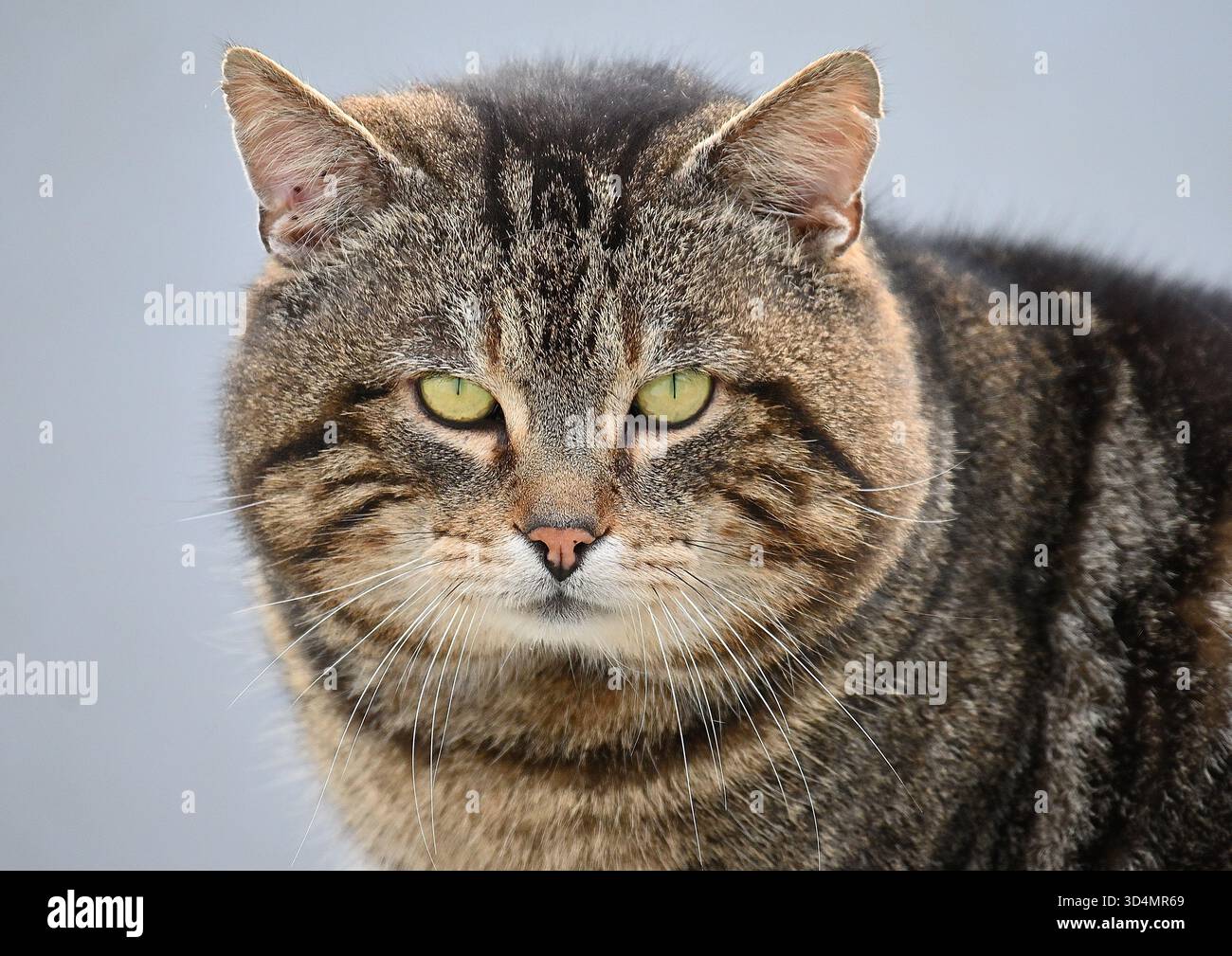 Tabby cat close up Foto Stock