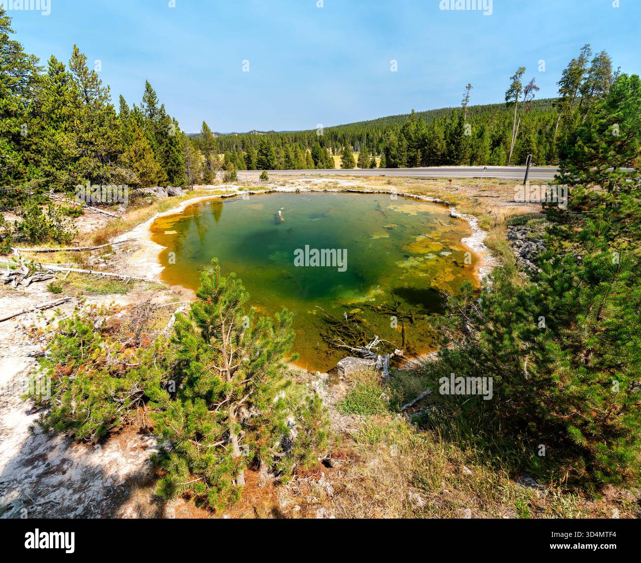 La piscina in pelle verde e gialla, una sorgente calda nel bacino del Geyser inferiore del parco nazionale di Yellowstone. La piscina geotermale è circondata da pini e depositi minerali sotto un cielo azzurro Foto Stock