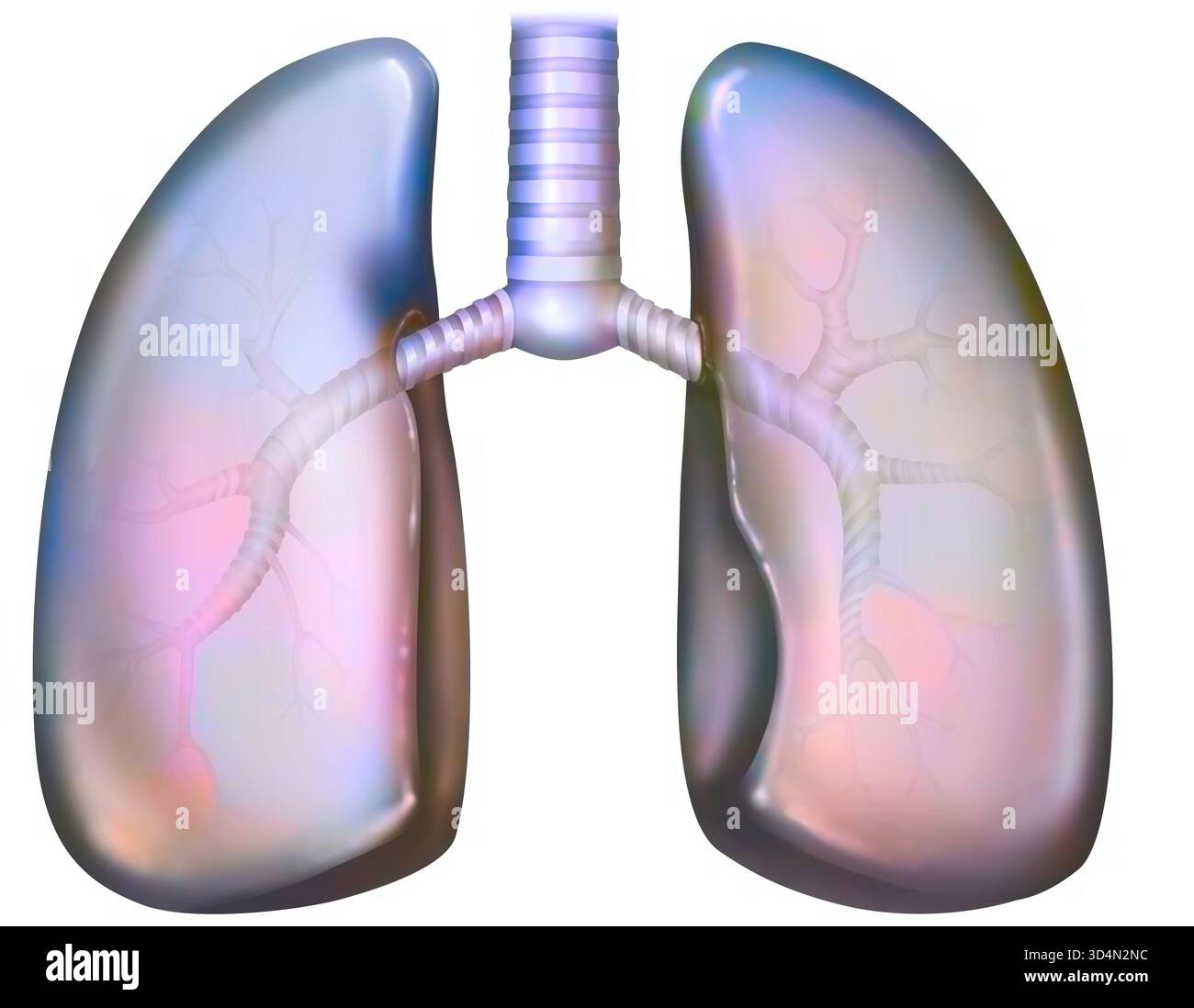 Polmone e albero bronchiale. Foto Stock