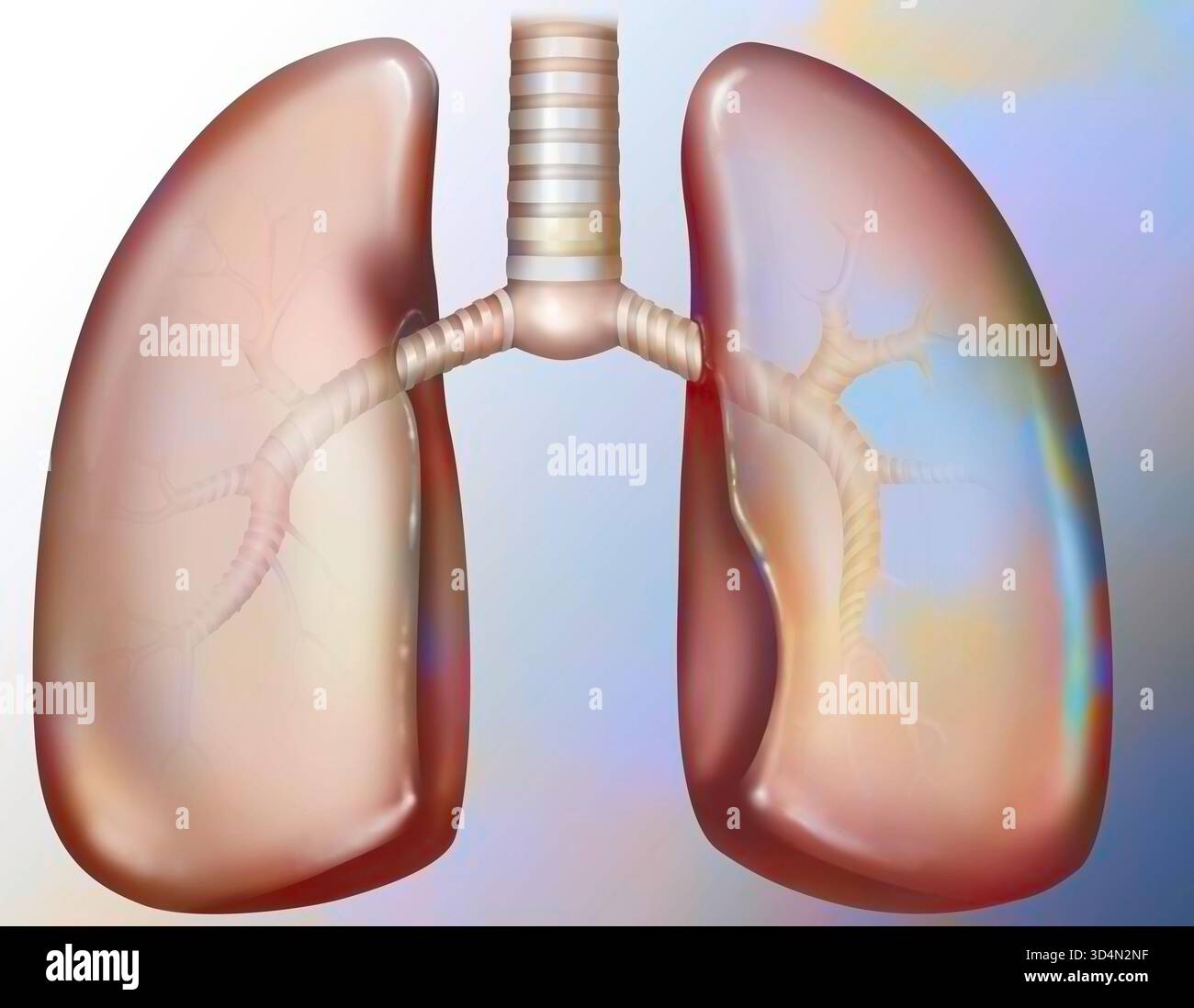 Polmone e albero bronchiale. Foto Stock