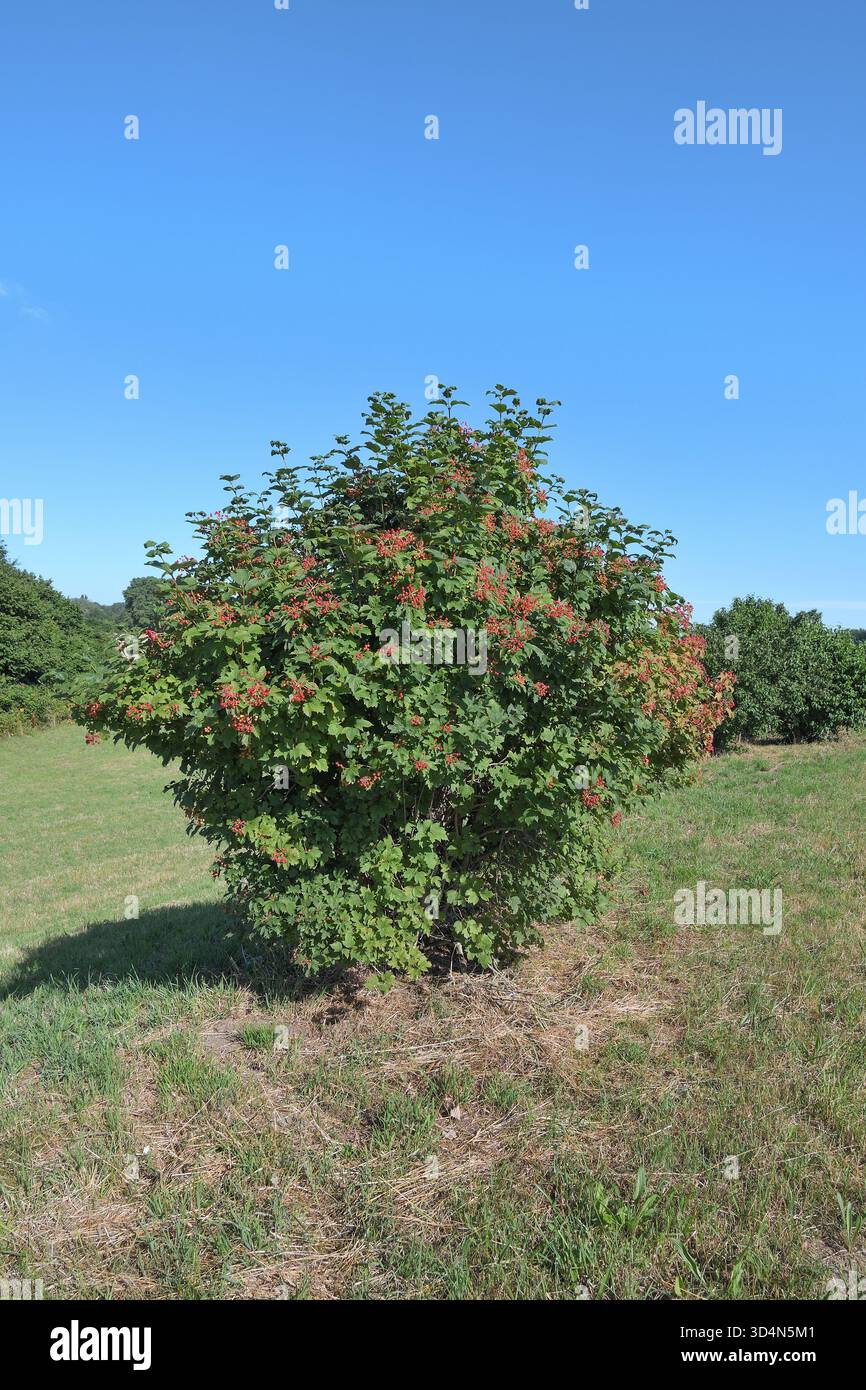 Guelder Rose resp.Viburnum opulus frutti di bosco in Renania, Germania Foto Stock