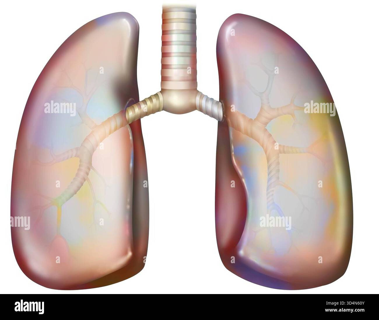 Polmone e albero bronchiale. L'albero bronchiale è composto dai bronchi principali destro e sinistro, lobo e segmentale, quindi dai bronchioli e dal bron terminale Foto Stock