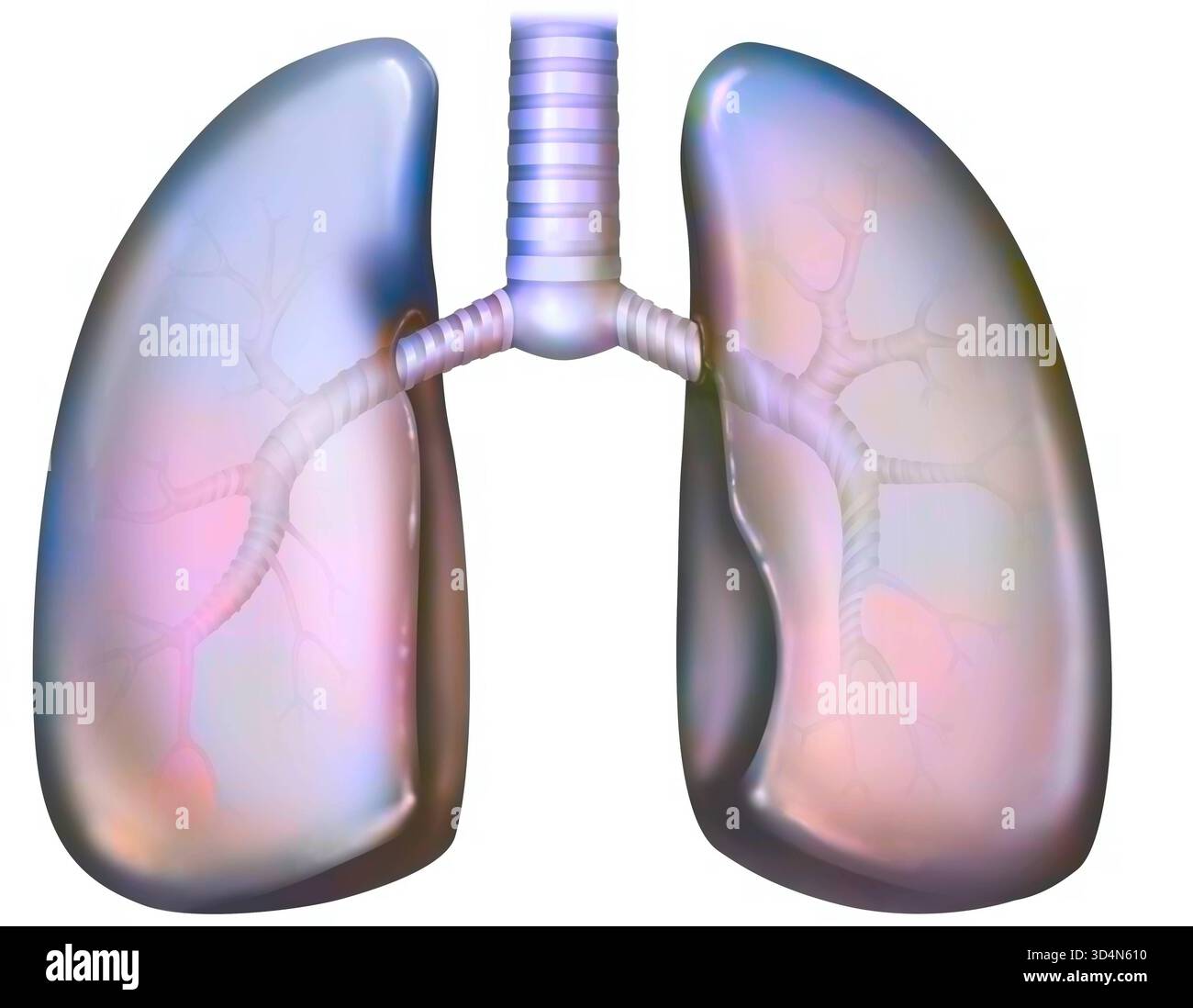 Polmone e albero bronchiale. L'albero bronchiale è composto dai bronchi principali destro e sinistro, lobo e segmentale, quindi dai bronchioli e dal bron terminale Foto Stock