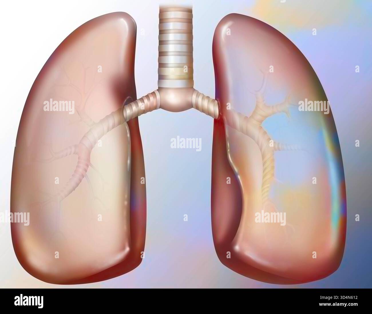 Polmone e albero bronchiale. L'albero bronchiale è composto dai bronchi principali destro e sinistro, lobo e segmentale, quindi dai bronchioli e dal bron terminale Foto Stock