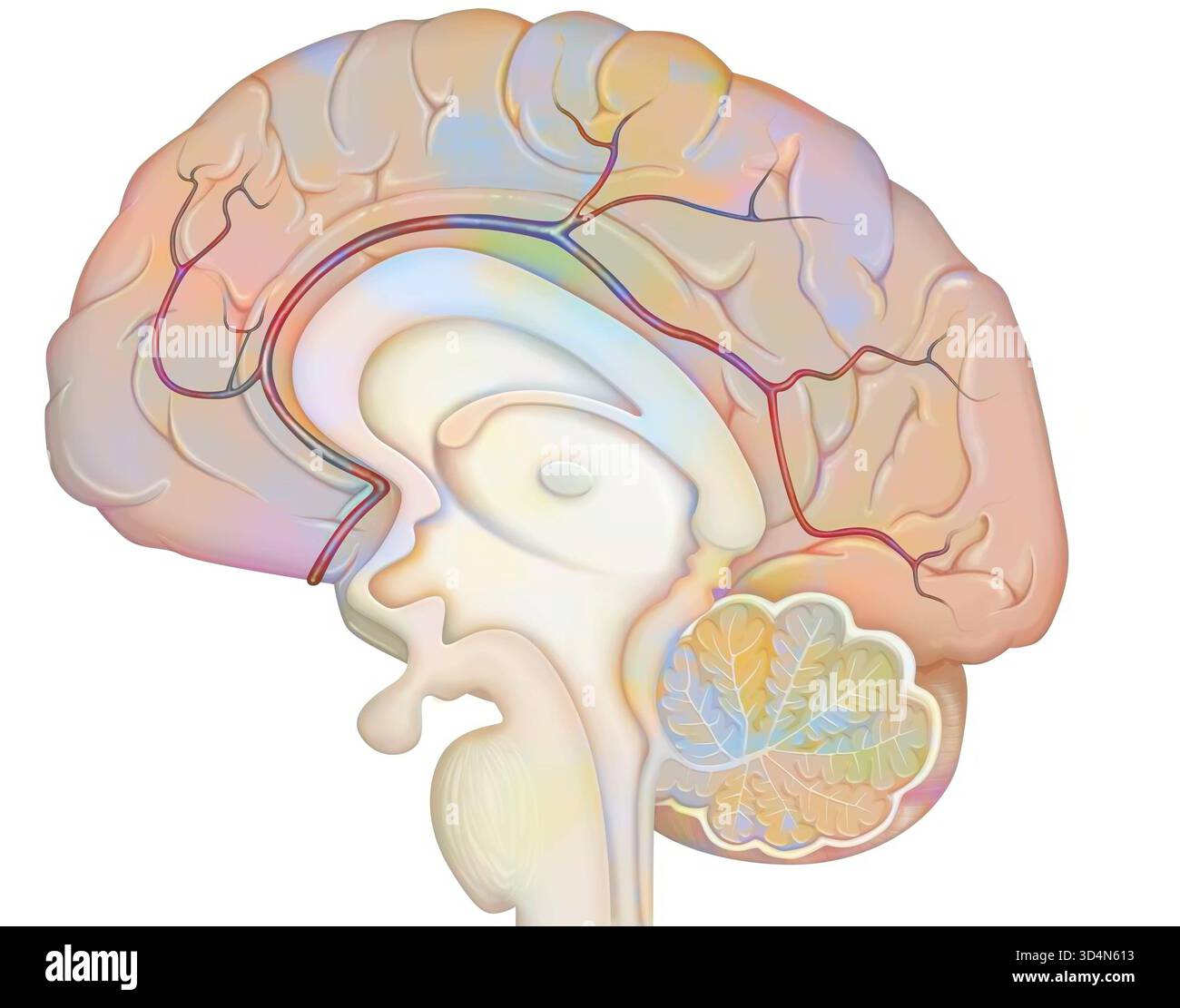Arteria cerebrale anteriore e relativi collaterali. La parte dell'arteria cerebrale anteriore che scorre intorno al corpo calloso è chiamata pericallosale Foto Stock