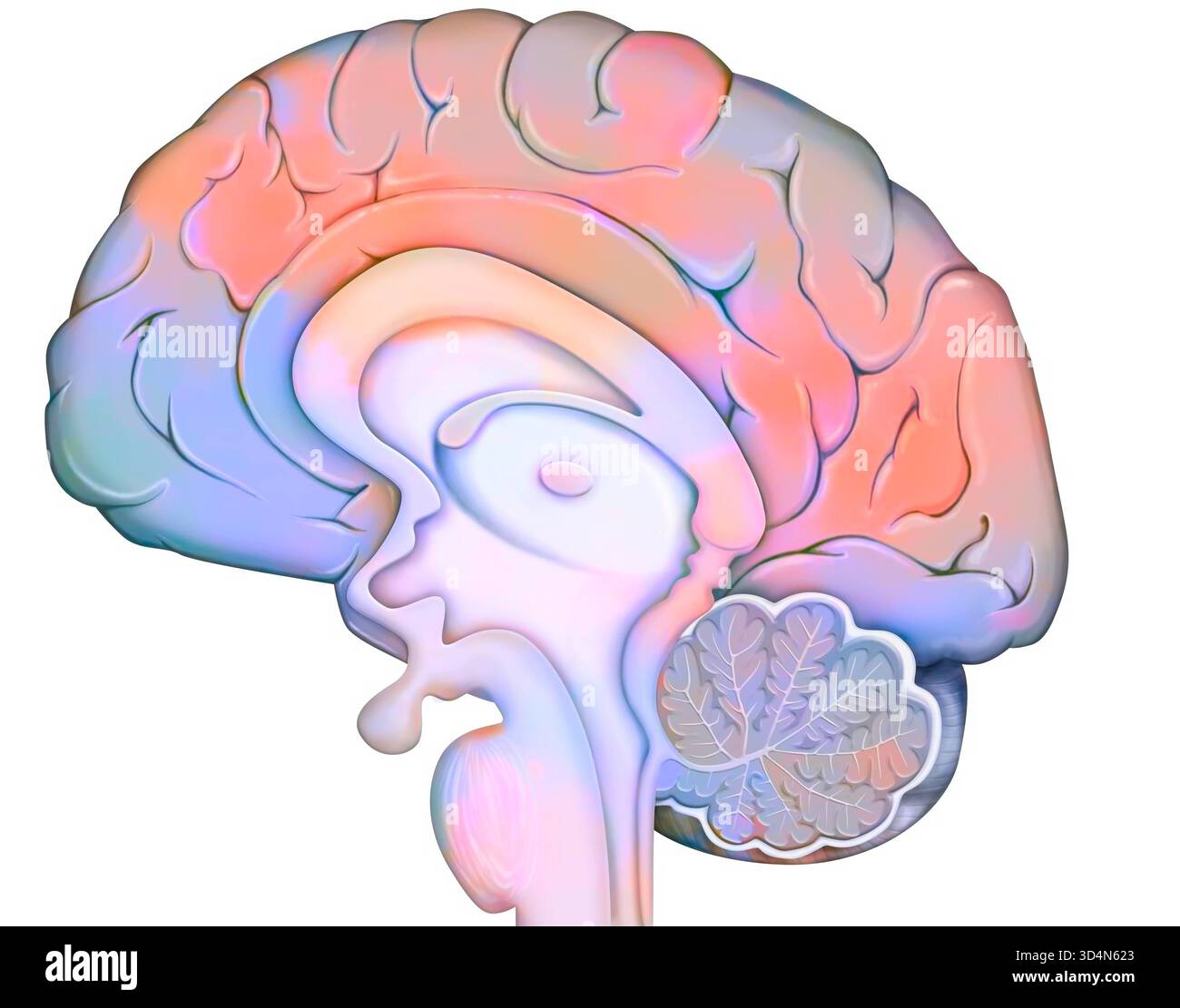 Anatomia della sezione mediana del cervello, con: - La corteccia cerebrale, - il diencefalo e la ghiandola ipofisaria, - il cervelletto, - il tronco cerebrale. Cervello Foto Stock