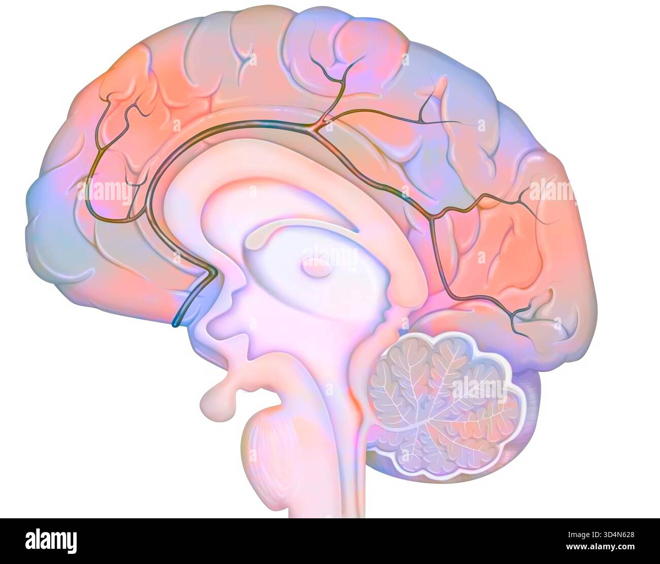 Arteria cerebrale anteriore e relativi collaterali. La parte dell'arteria cerebrale anteriore che scorre intorno al corpo calloso è chiamata pericallosale Foto Stock