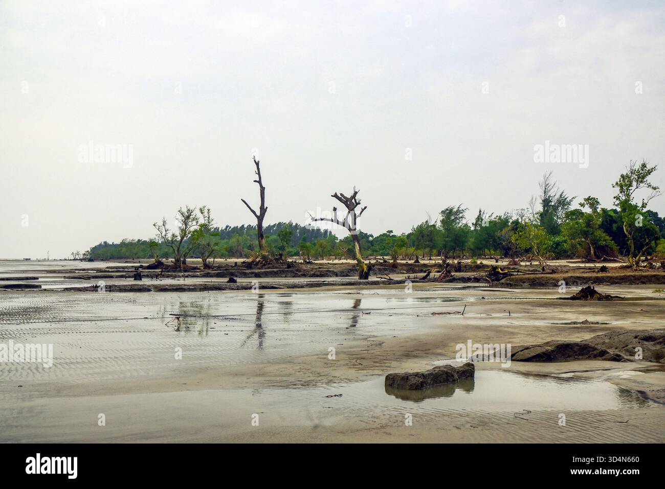 Desolato litorale delle zone umide con alberi e riflessi sotto il cielo morbido, calmo e distante litorale oltre Foto Stock