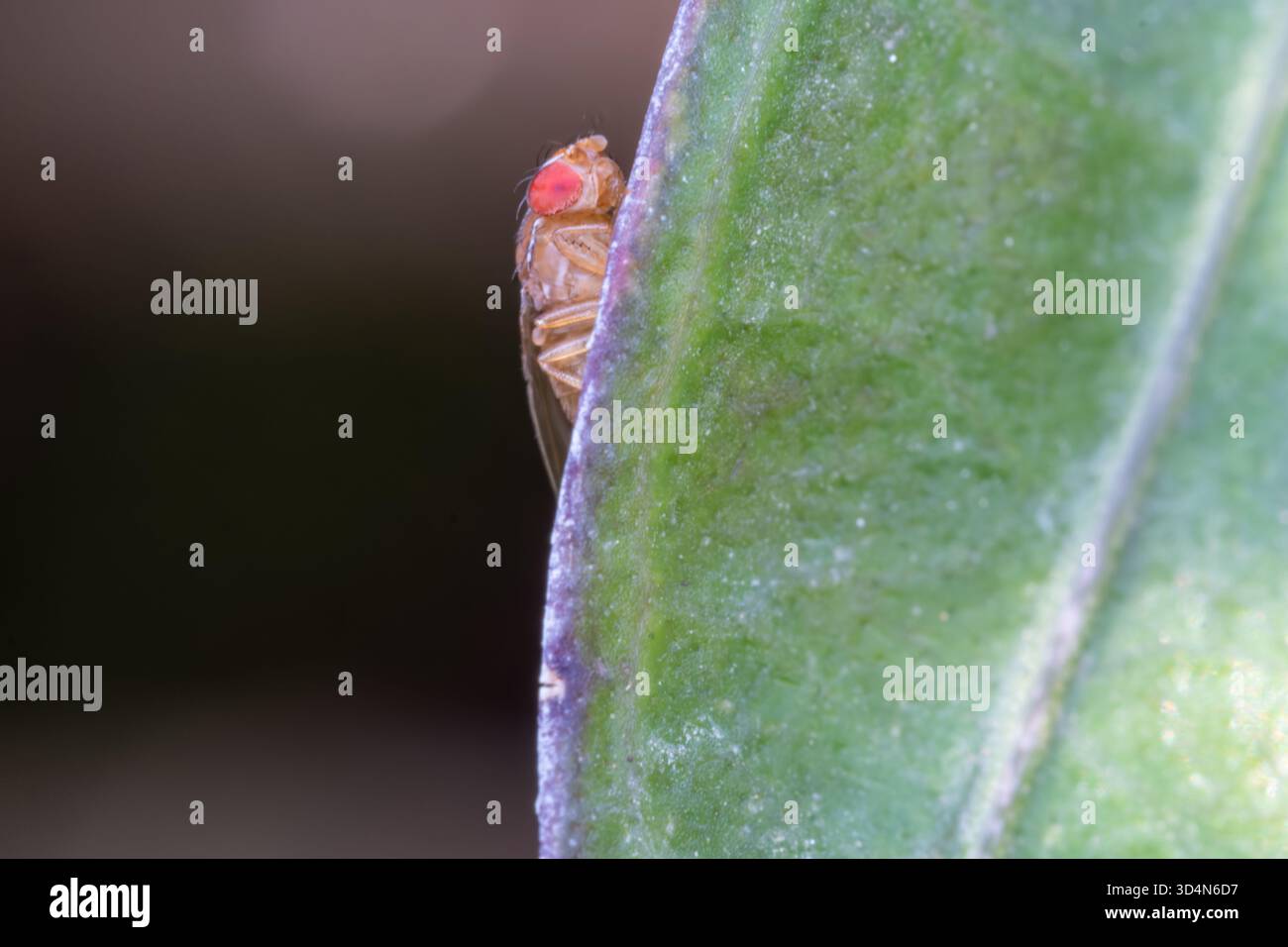 Mosca di fico africano (Zaprionus indianus) ravvicinare macro su foglia nel giardino, una specie di mosca di aceto, Egitto Foto Stock