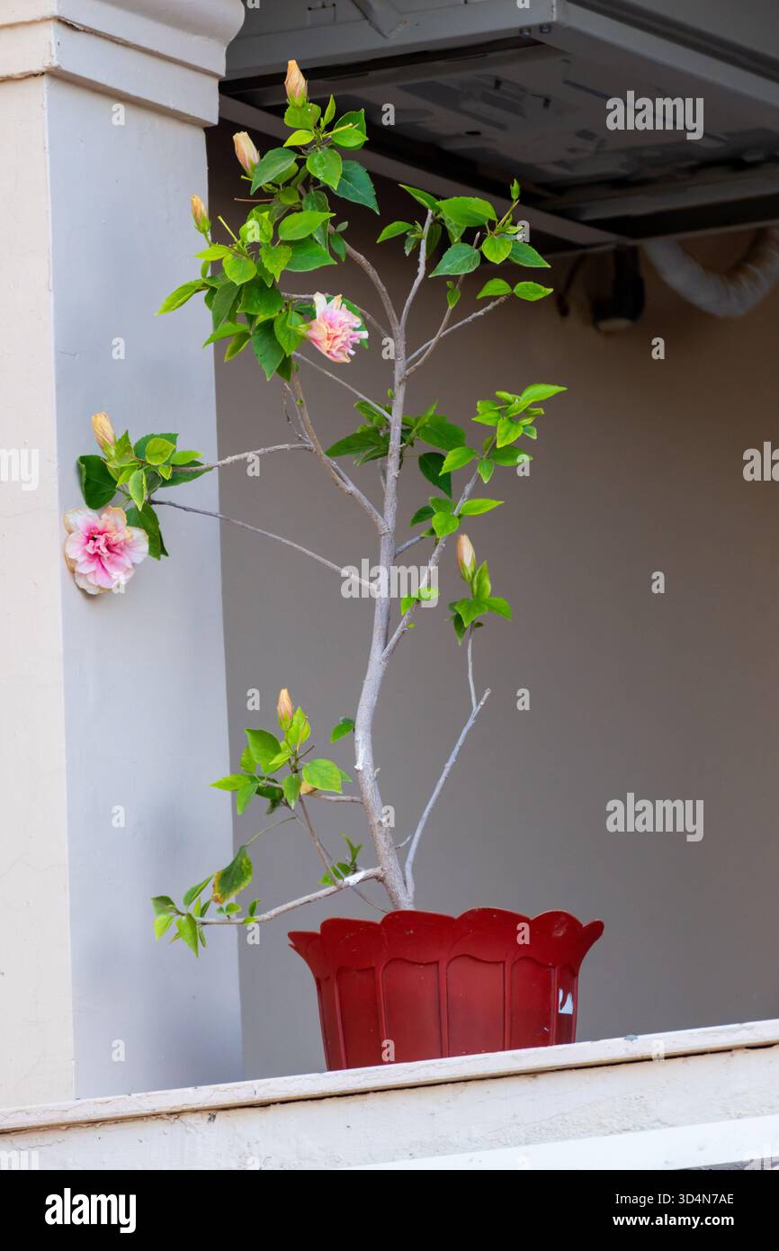 Impianto Hibiscus in una pentola nel balcone, Matrouh, Egitto Foto Stock