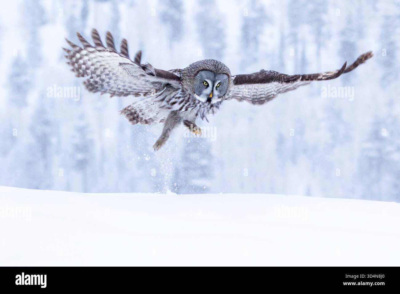 Potente uccello preda, grande Gufo Grigio, Strix nebulosa atterra con ali sparse a caccia delle sue prede nella foresta finlandese della taiga Foto Stock
