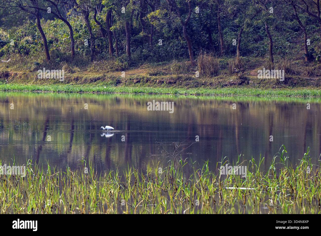 Guado di Egret nel tranquillo laghetto della foresta con riflessi e vegetazione Foto Stock