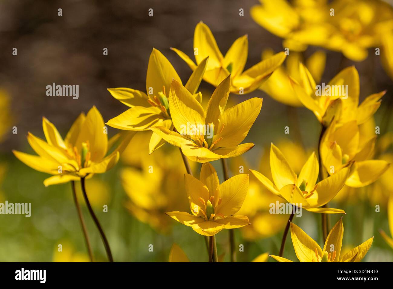 Tulipa sylvestris, il tulipano selvatico conosciuto anche come tulipani boscosi che fioriscono in una fioritura gialla brillante Foto Stock