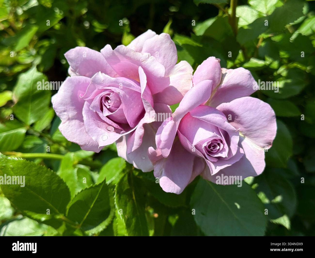 Bellissime rose delicati petali rosa viola Foto Stock