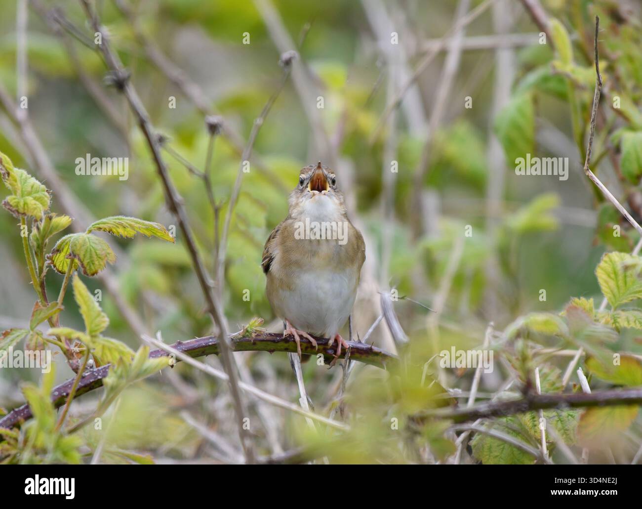 La parula Grasshopper Locustella naevia, canta, arroccata nel boschetto di Bramble, County Durham, Inghilterra, Regno Unito, maggio. Foto Stock
