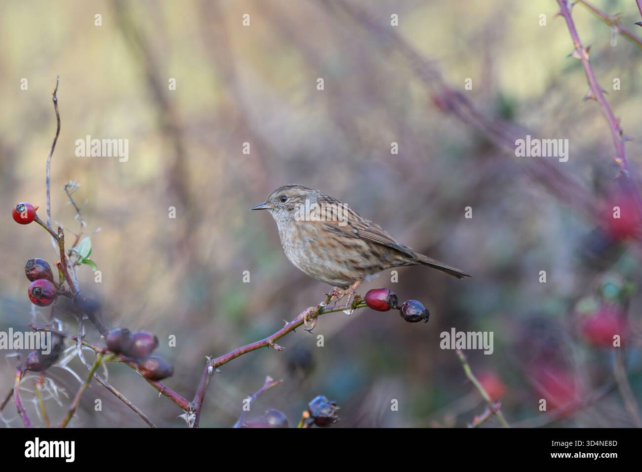 Dunnock Prunella modularis, arroccato su un ramo di rosa selvatica con fianchi di rosa nel bosco, Cleveland, Inghilterra, Regno Unito, gennaio. Foto Stock