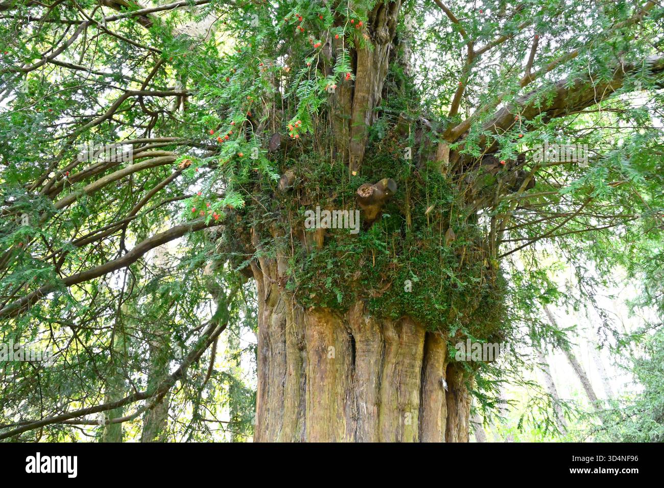 Antico albero di tasso presso le rovine dell'abbazia di Dryburgh, Melrose, Scozia, Regno Unito, novembre Foto Stock