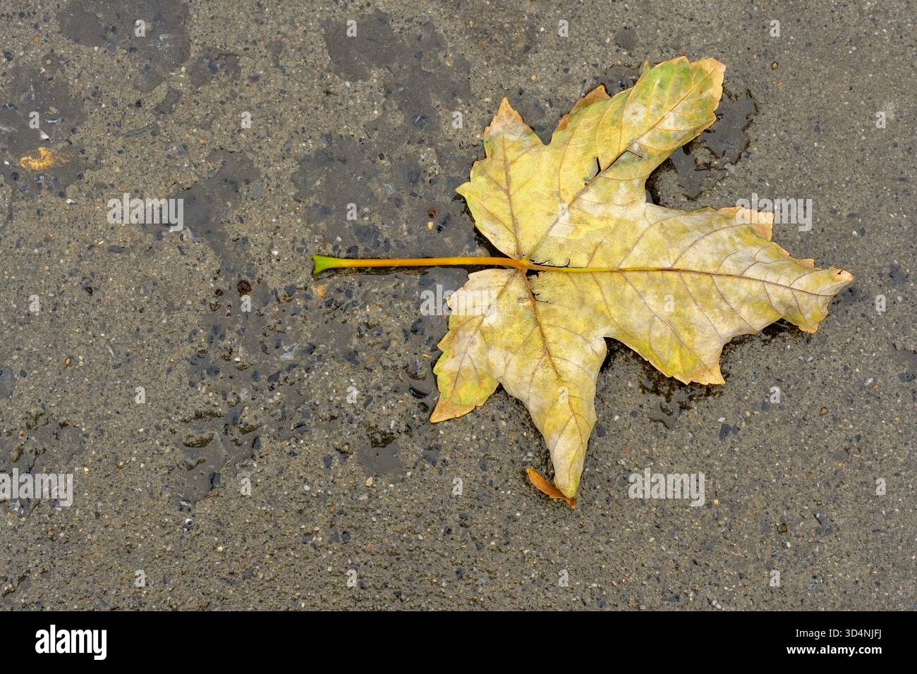 Foglia d'acero singola gialla su asfalto bagnato, foglia d'autunno su cemento grigio, variazione stagionale: Giallo Fall Leaf After Rain, primo piano di un Sycamo Foto Stock