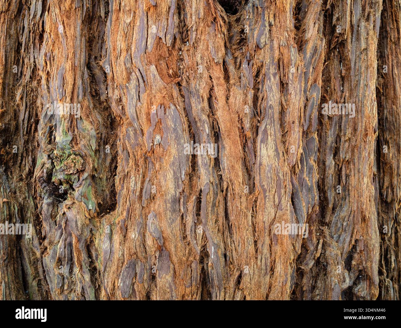 Corteccia dell'albero sequoia sempervirens nel Giardino Botanico di Batumi, Georgia, durante il giorno estivo coperto Foto Stock