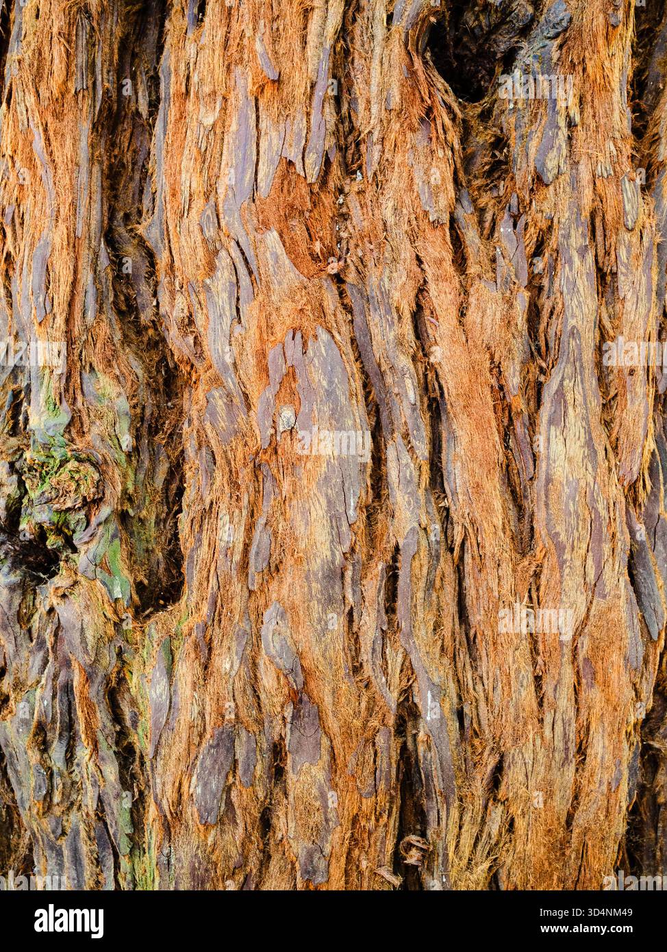 Tronco di sequoia sempervirens primo piano nell'orto botanico di Batumi, Georgia, durante il giorno estivo coperto Foto Stock