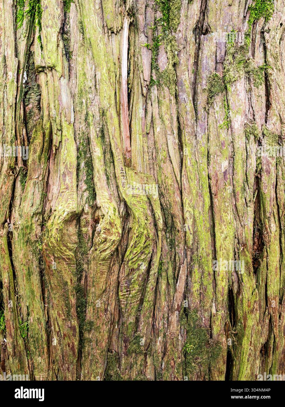 Tronco di cunninghamia lanceolata primo piano nell'orto botanico di Batumi, Georgia, durante il giorno estivo coperto Foto Stock