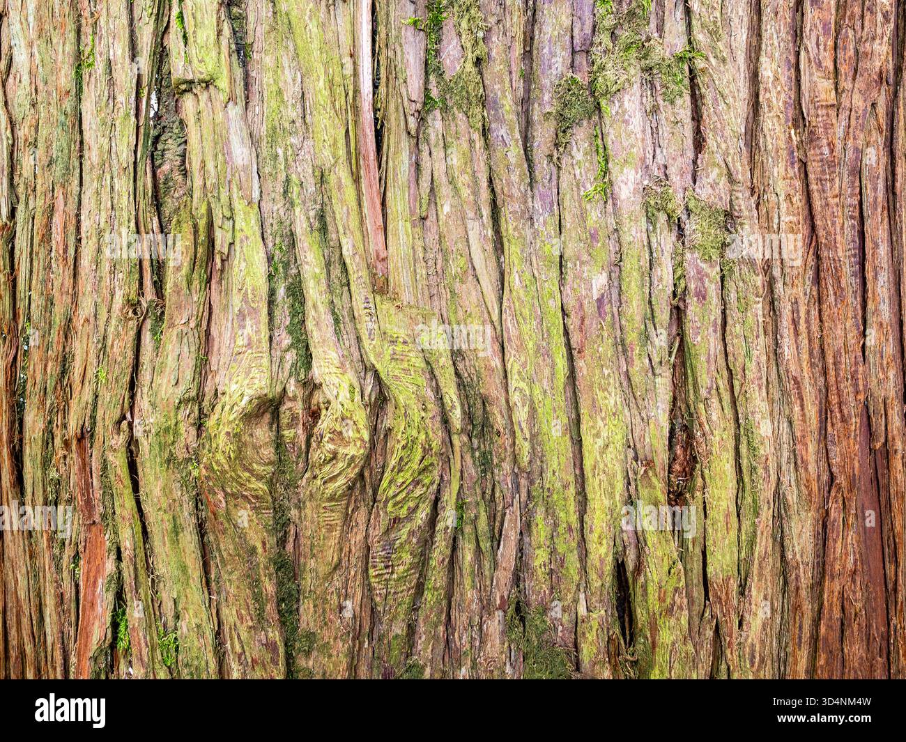 Corteccia dell'albero cunninghamia lanceolata nel Giardino Botanico di Batumi, Georgia, durante il giorno estivo coperto Foto Stock