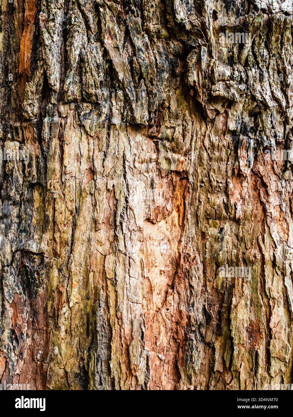 Tronco di cinnamomum glanduliferum Tree closeup nel Giardino Botanico di Batumi, Georgia, in un giorno estivo coperto Foto Stock
