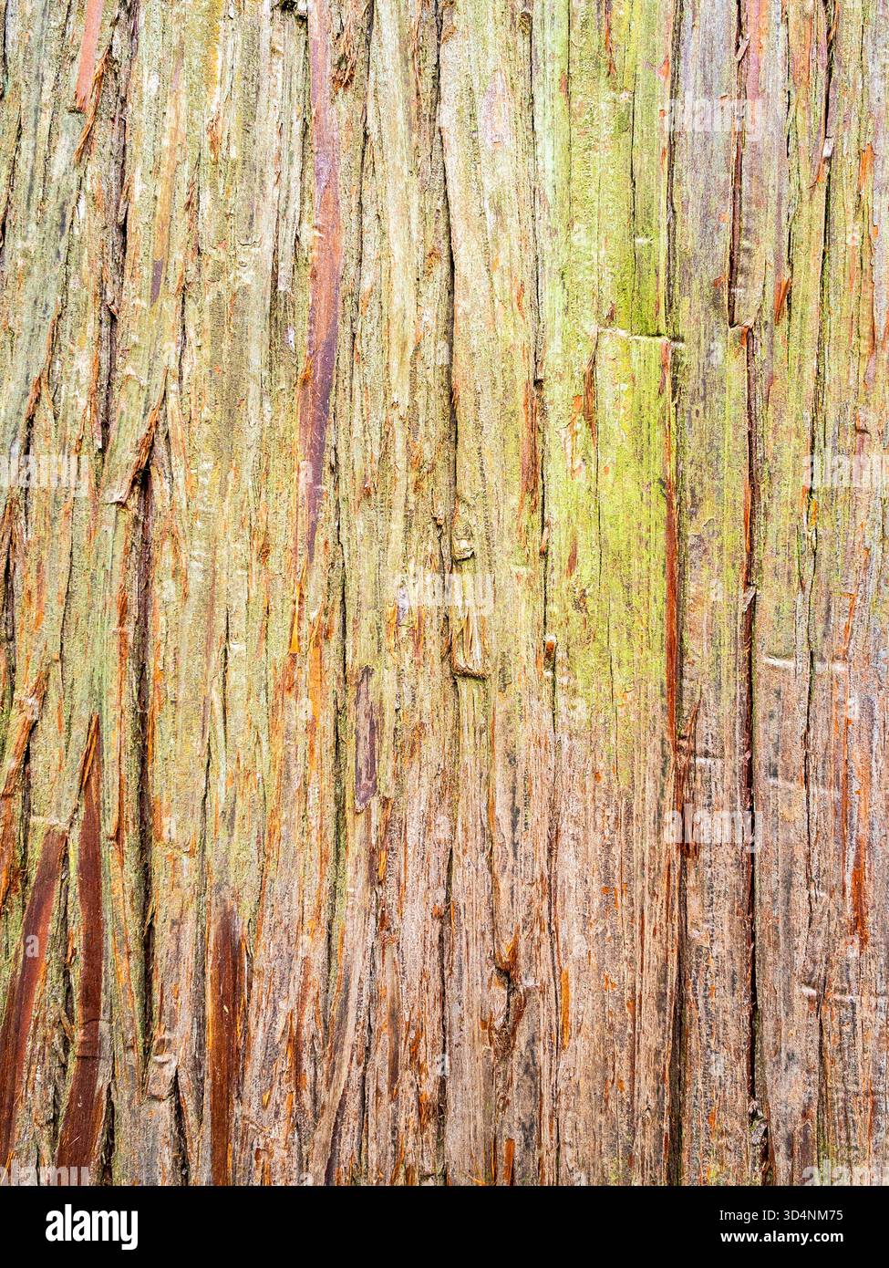 Tronco di cryptomeria japonica Tree closeup nel Giardino Botanico di Batumi, Georgia, durante il giorno estivo coperto Foto Stock