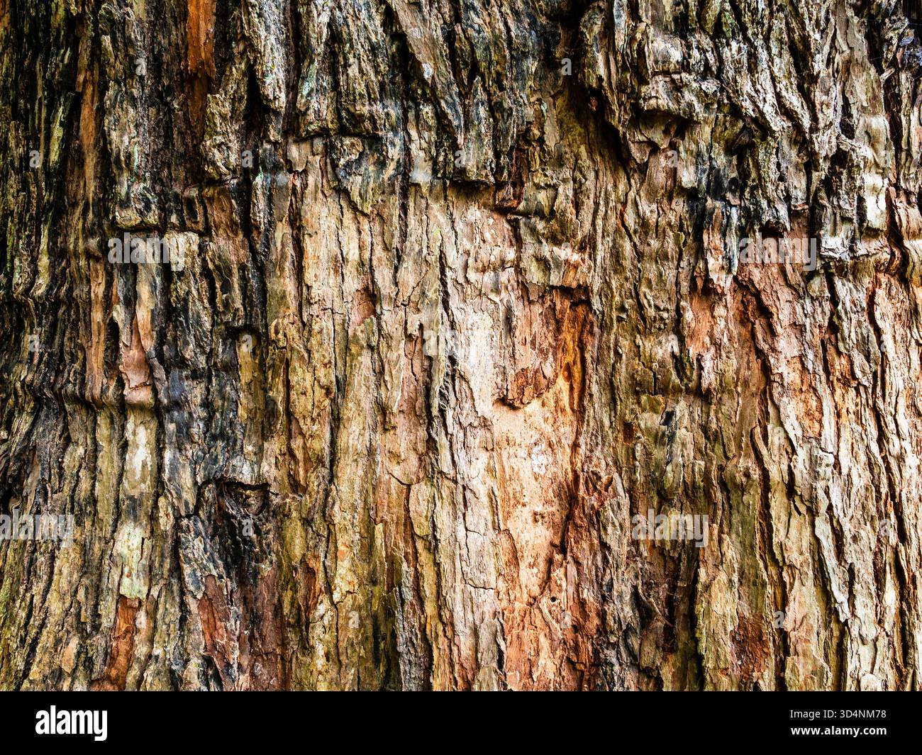 Corteccia dell'albero cinnamomum glanduliferum nel Giardino Botanico di Batumi, Georgia, durante il giorno estivo coperto Foto Stock