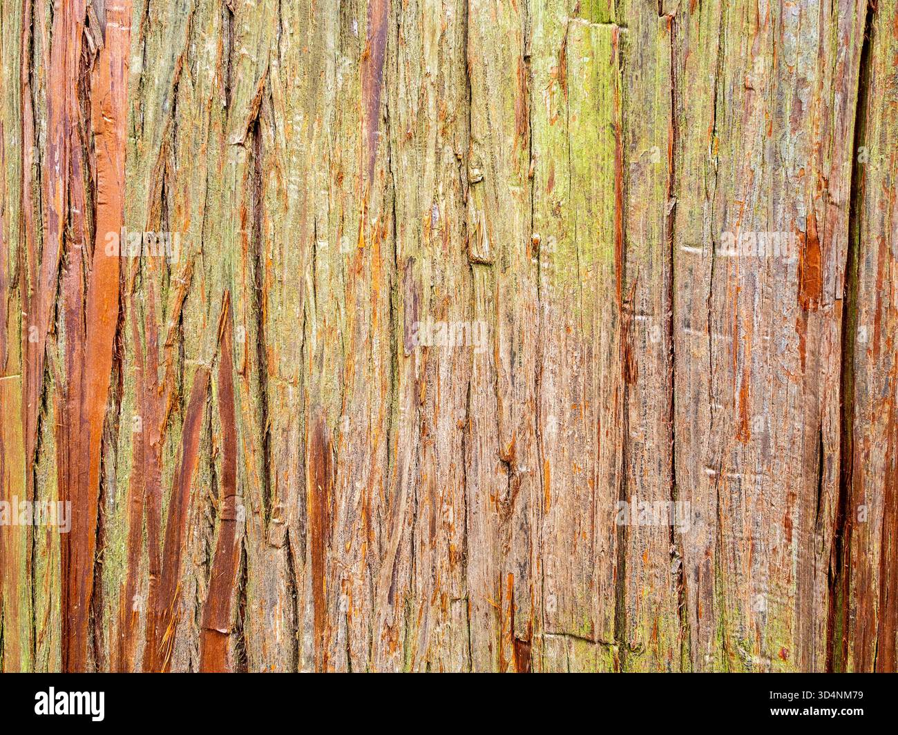Corteccia di cryptomeria japonica nel Giardino Botanico di Batumi, Georgia, durante il giorno estivo coperto Foto Stock