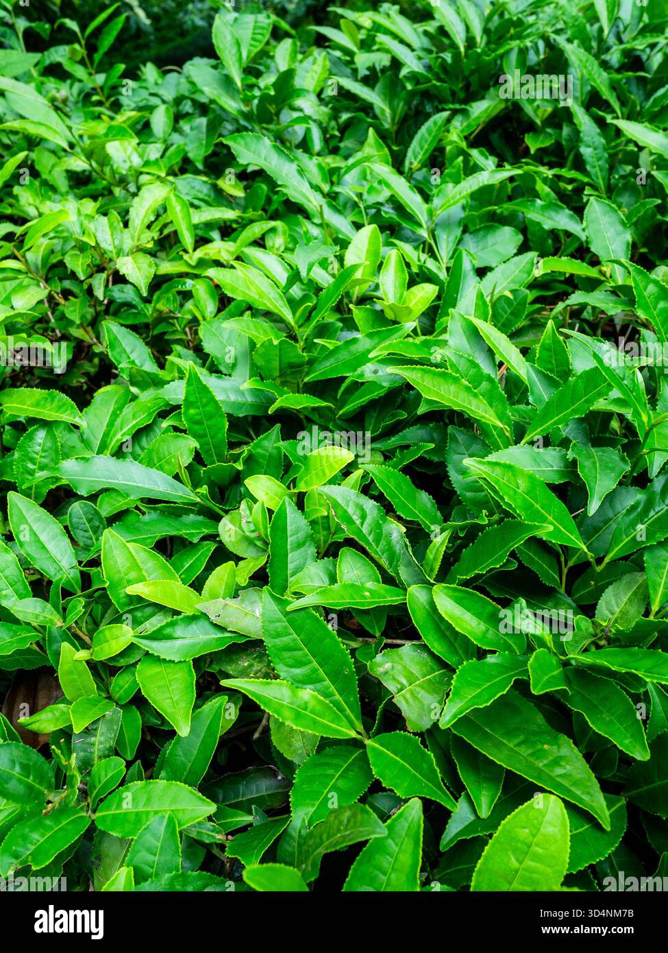 Camellia Sinensis (tè cinese) nel Giardino Botanico di Batumi, Georgia, in un giorno estivo coperto Foto Stock