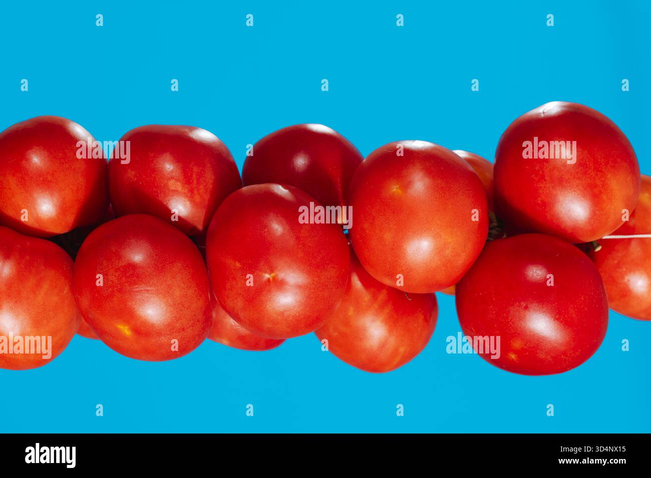 Vista orizzontale dei pomodori de colgar, pomodori spagnoli da appendere, allineati in fila con riflessi lisci e toni rossi accesi sul blu Foto Stock