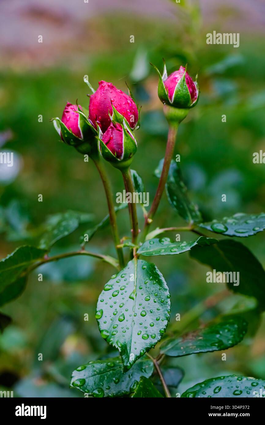I boccioli di rosa brillano con gocce d'acqua sui petali e sulle foglie circostanti dopo una pioggia delicata. La vegetazione lussureggiante e la luce soffusa esaltano la freschezza Foto Stock