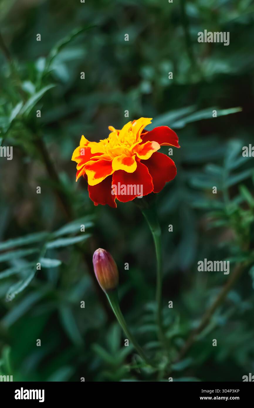 Un vibrante fiore di calendula mostra i suoi petali rossi e gialli mentre si erge alto tra ricche foglie verdi in un tranquillo giardino durante le ore diurne. Foto Stock