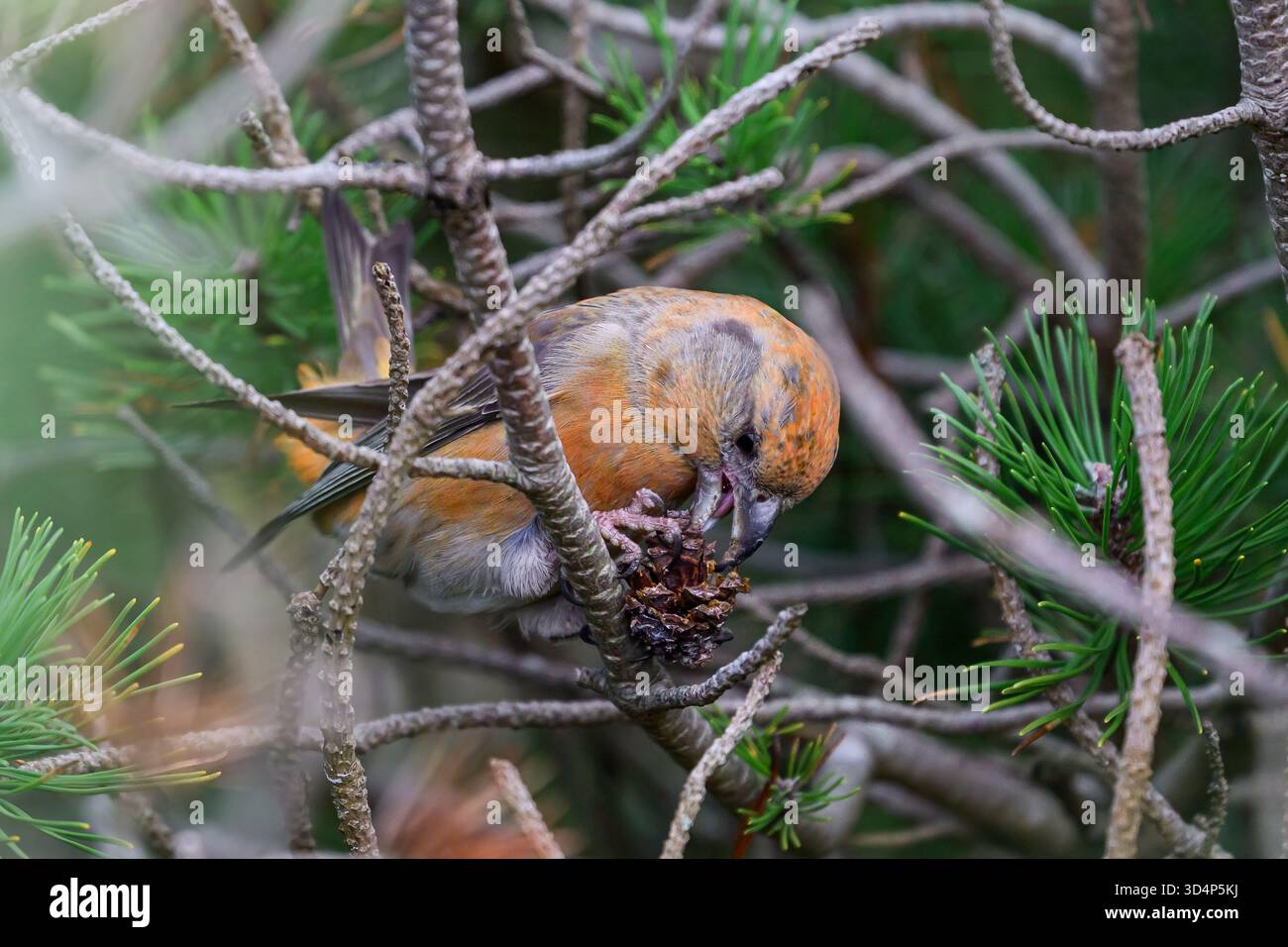 Croce di pappagallo (Loxia pytyopsittacus) nel suo ambiente naturale Foto Stock