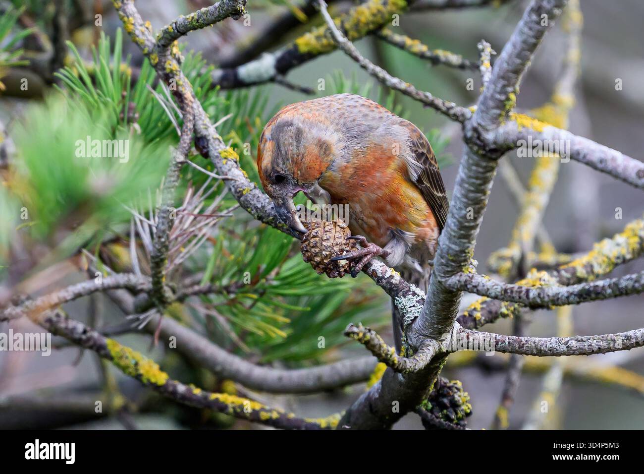 Croce di pappagallo (Loxia pytyopsittacus) nel suo ambiente naturale Foto Stock