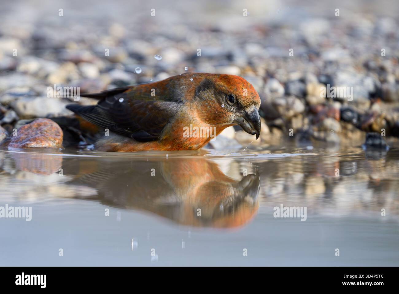 Croce di pappagallo (Loxia pytyopsittacus) nel suo ambiente naturale Foto Stock