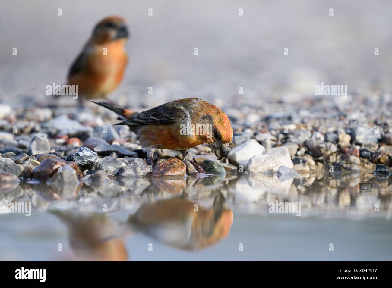 Croce di pappagallo (Loxia pytyopsittacus) nel suo ambiente naturale Foto Stock